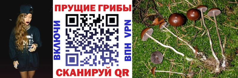 Псилоцибиновые грибы Cubensis  кракен как войти  Ветлуга 